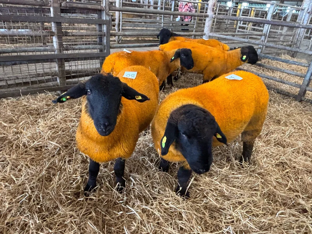 Suffolk Rams For Hire - Image 2