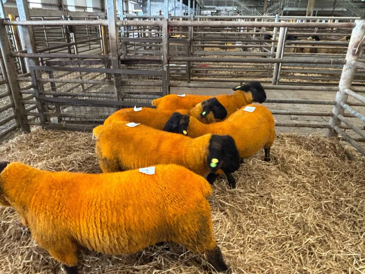 Suffolk Rams For Hire - Image 3