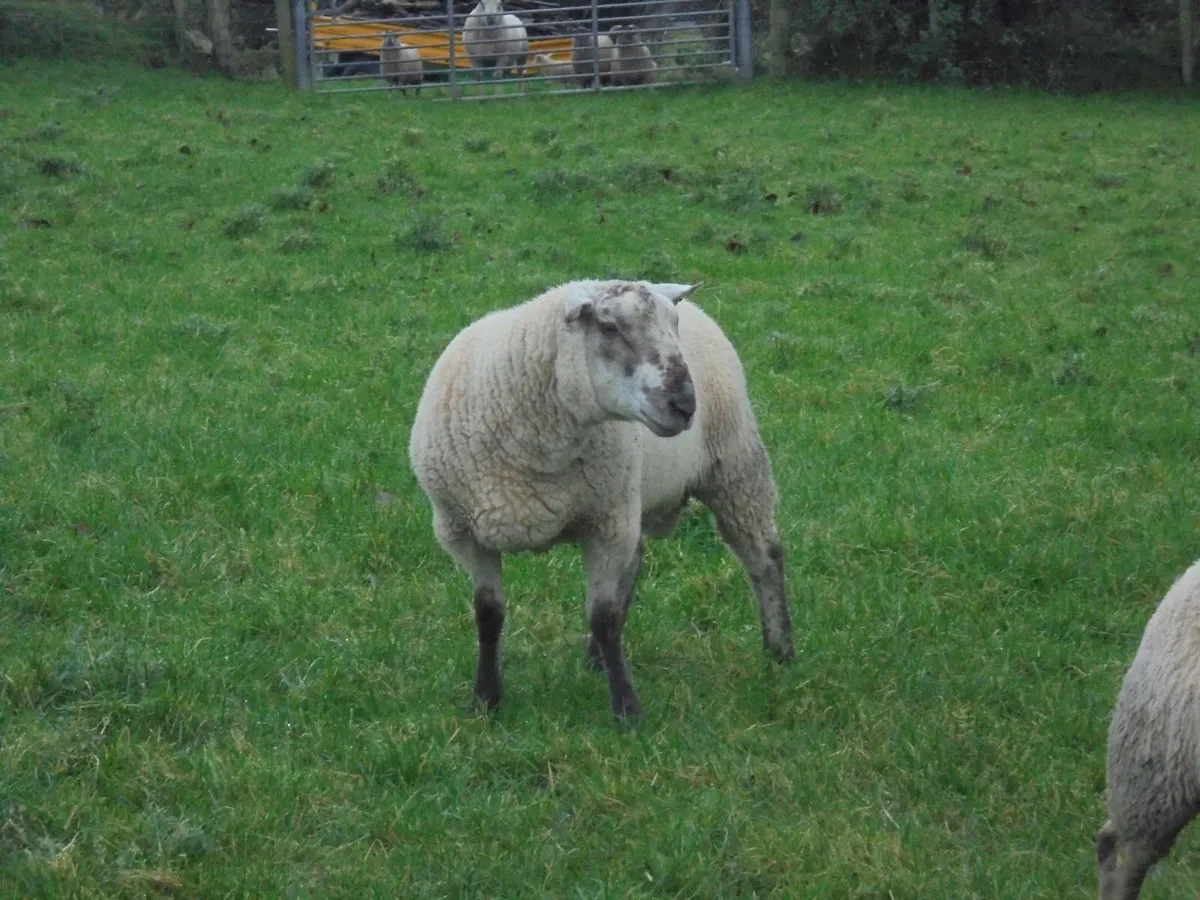 Teaser Ram's - Image 2