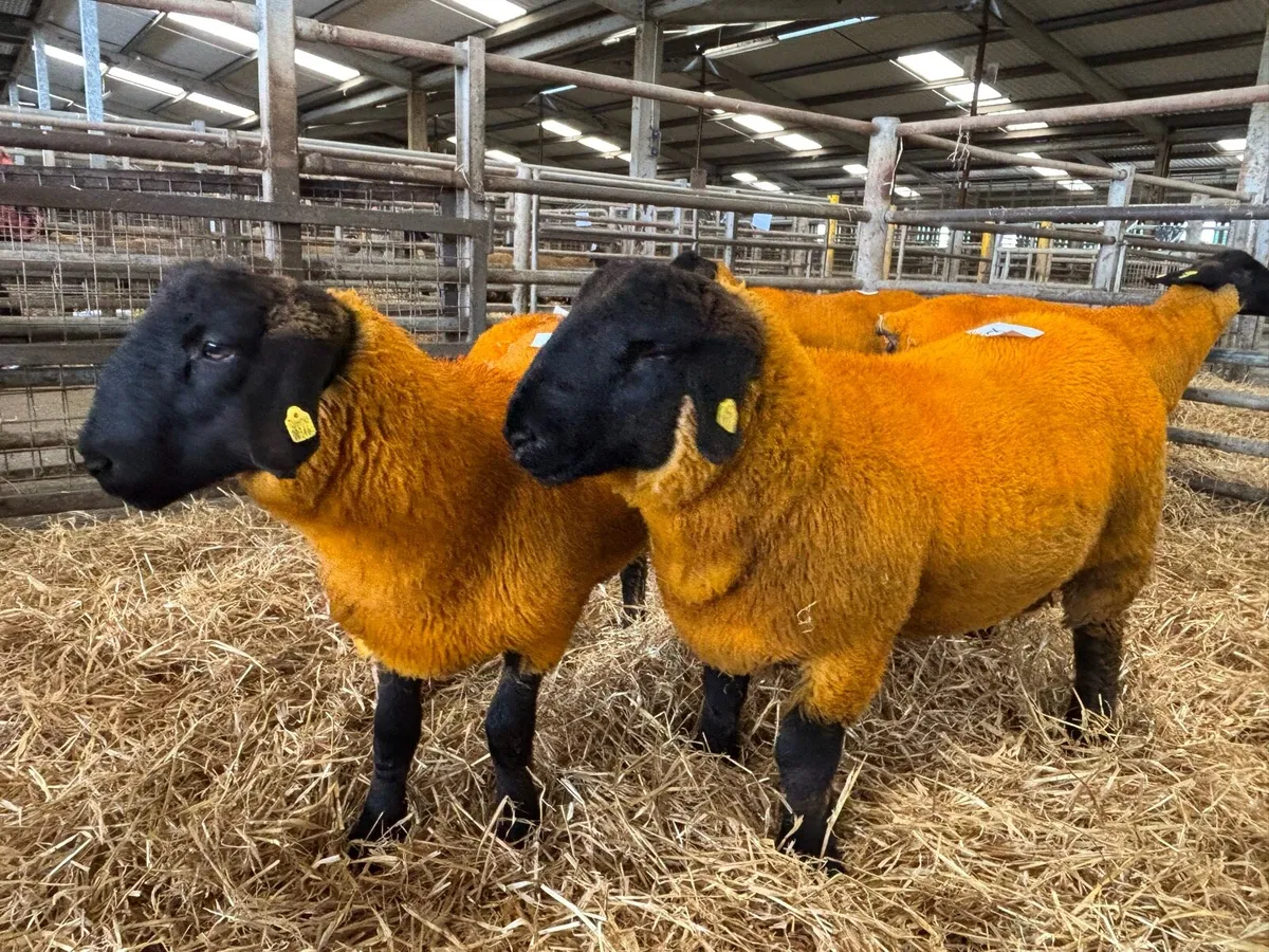 Suffolk Rams For Hire - Image 1