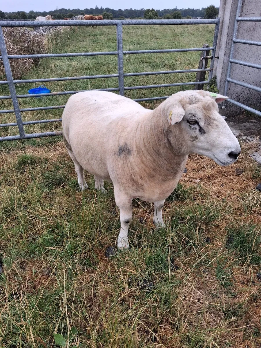 Pure bred Galway Rams - Image 3
