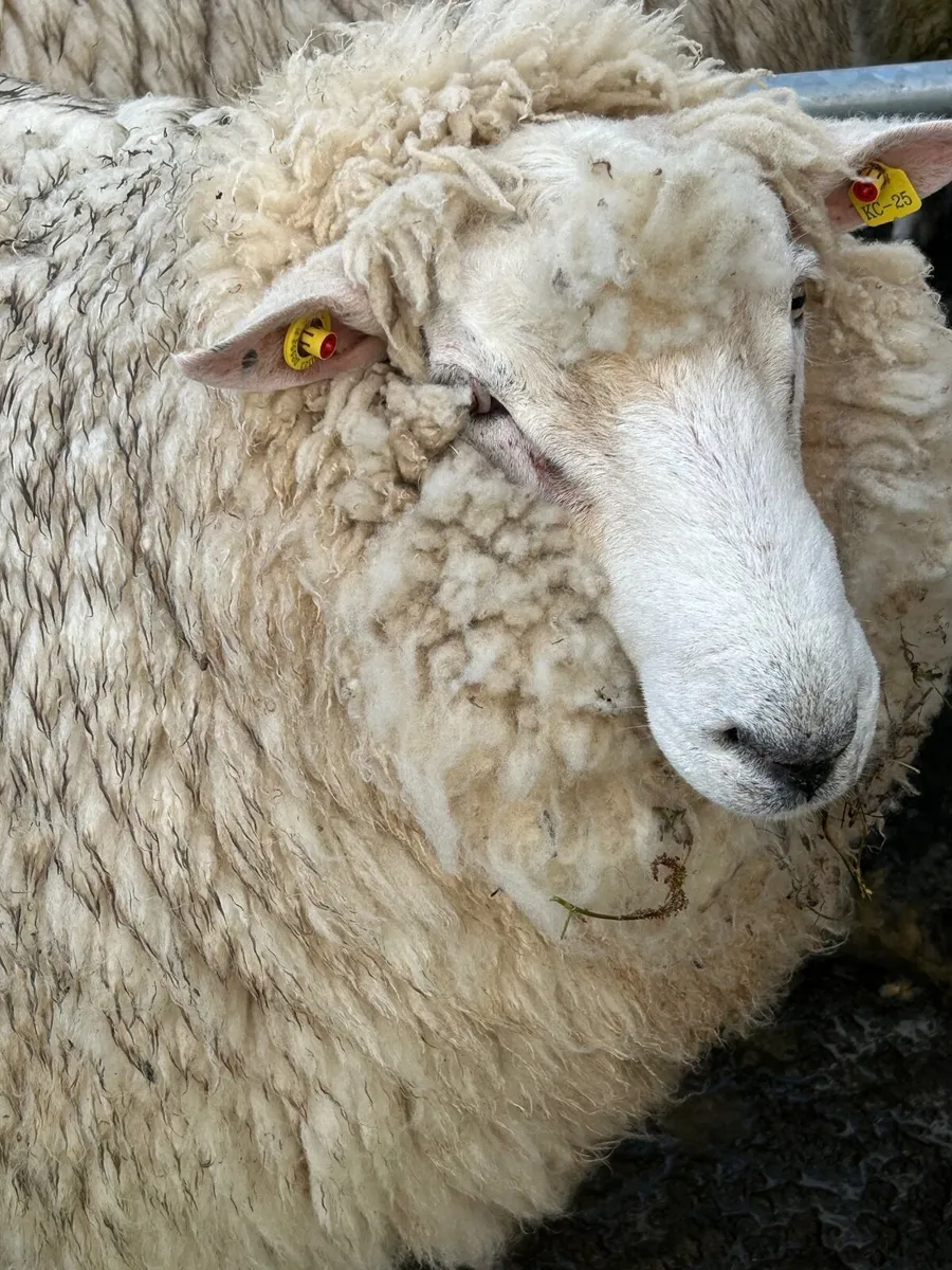 Pure bred Galway Rams - Image 1
