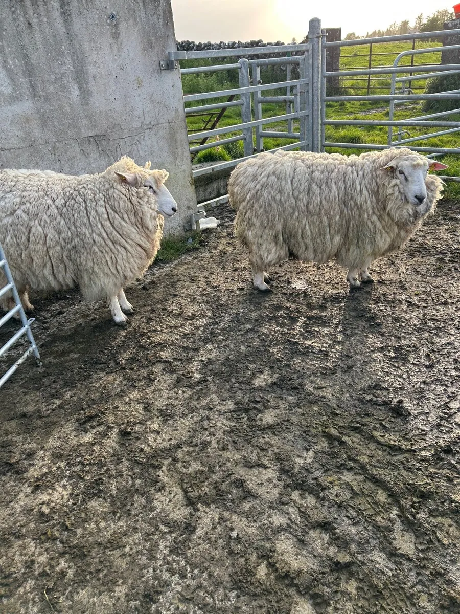 Pure bred Galway Rams - Image 4