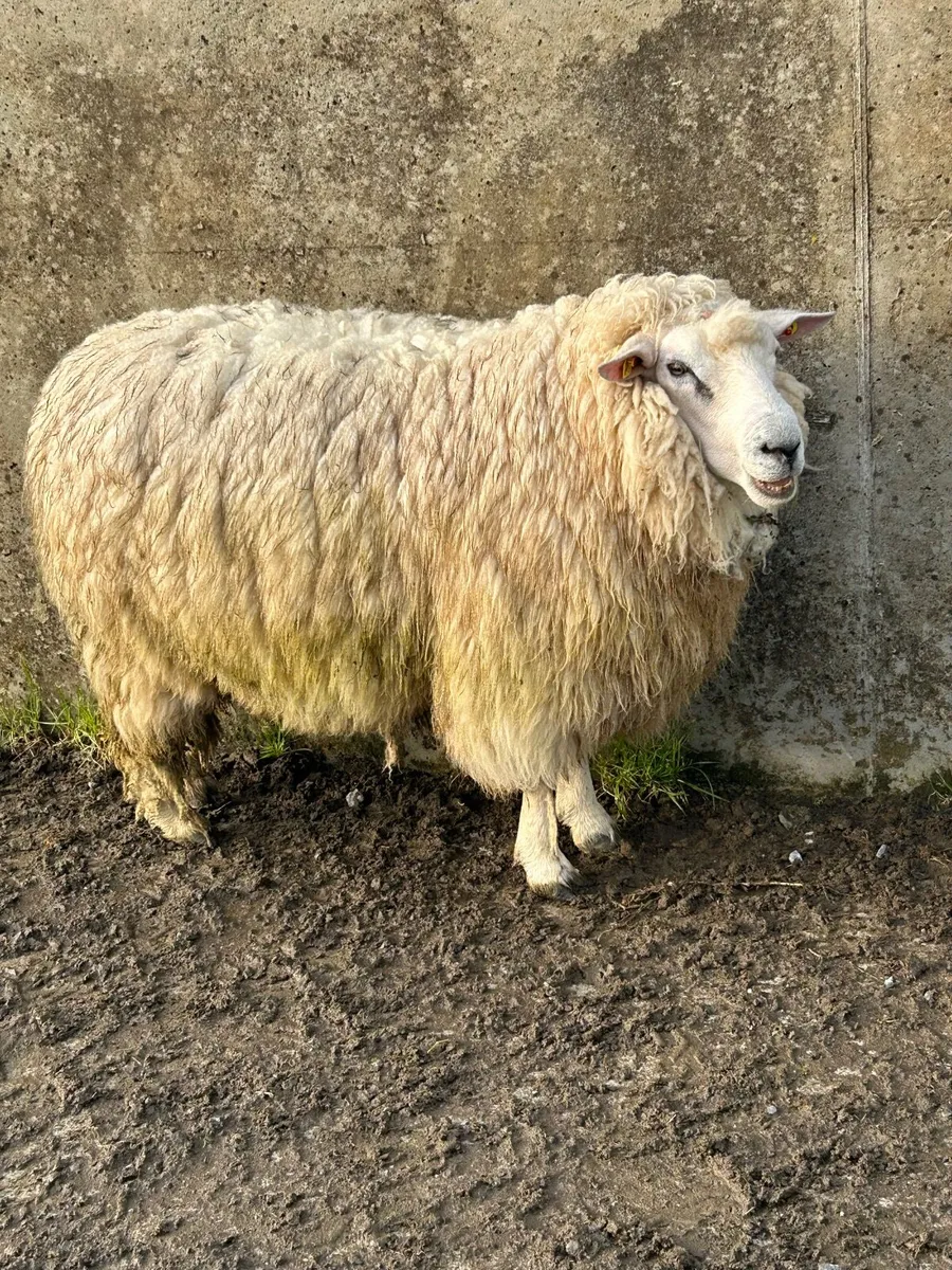 Pure bred Galway Rams - Image 2