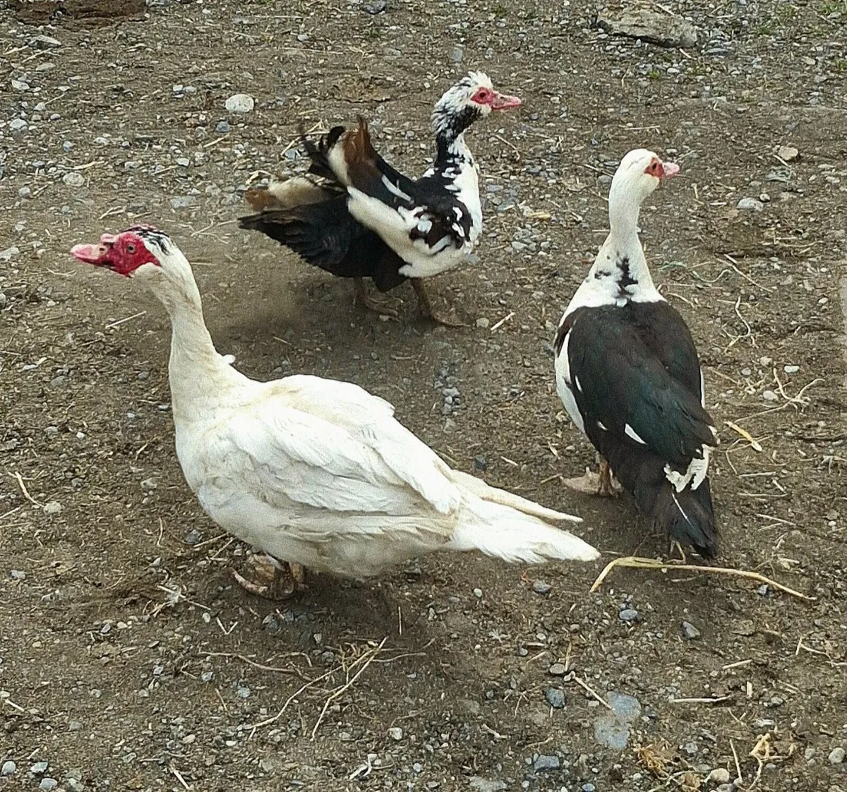 Hens, Rabbits & Ducks - Image 2