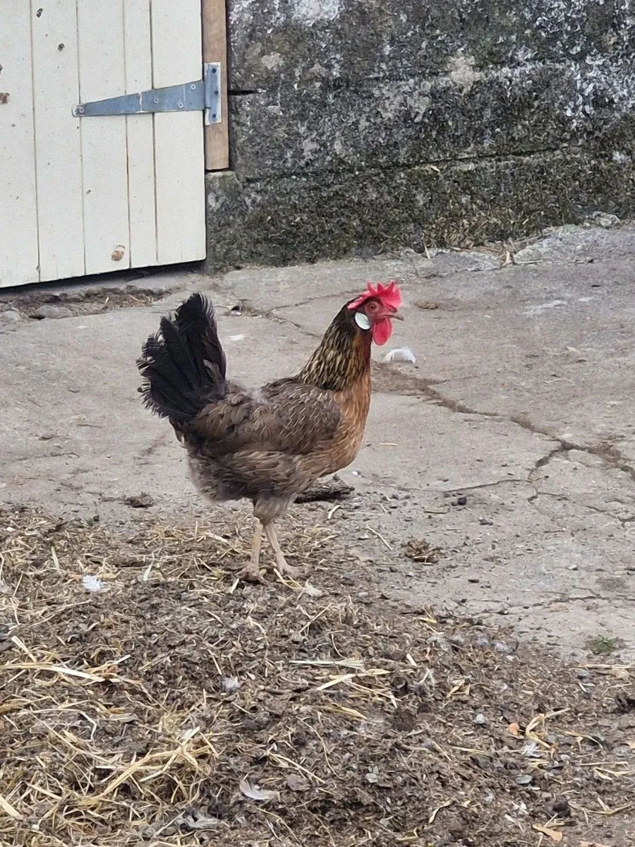 Hens, Rabbits & Ducks - Image 4