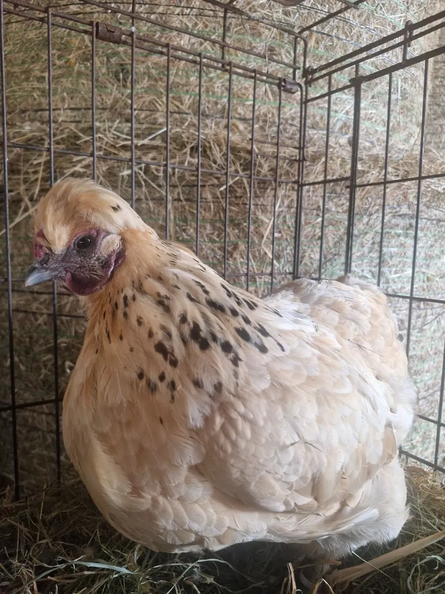 Hens, Rabbits & Ducks - Image 3