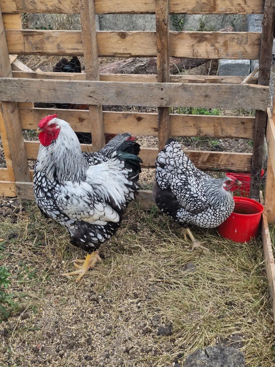Hens, Rabbits & Ducks - Image 1
