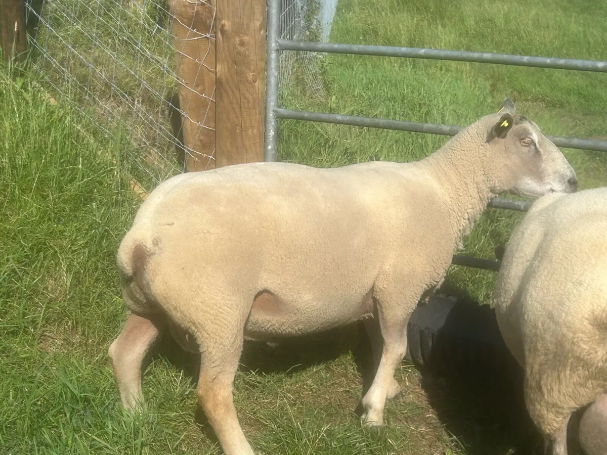 Charolais Ram - Image 2