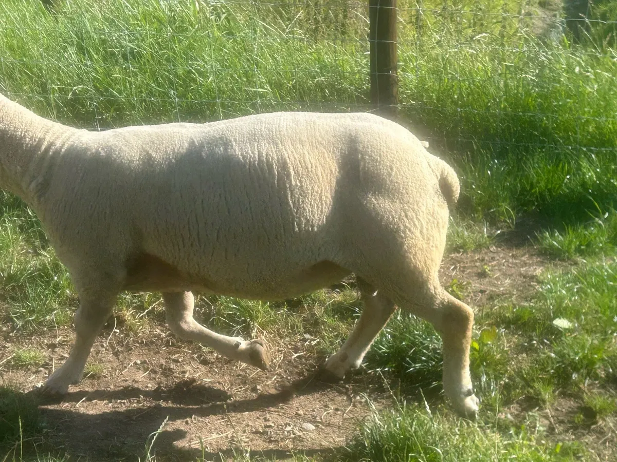 Charolais Ram - Image 3