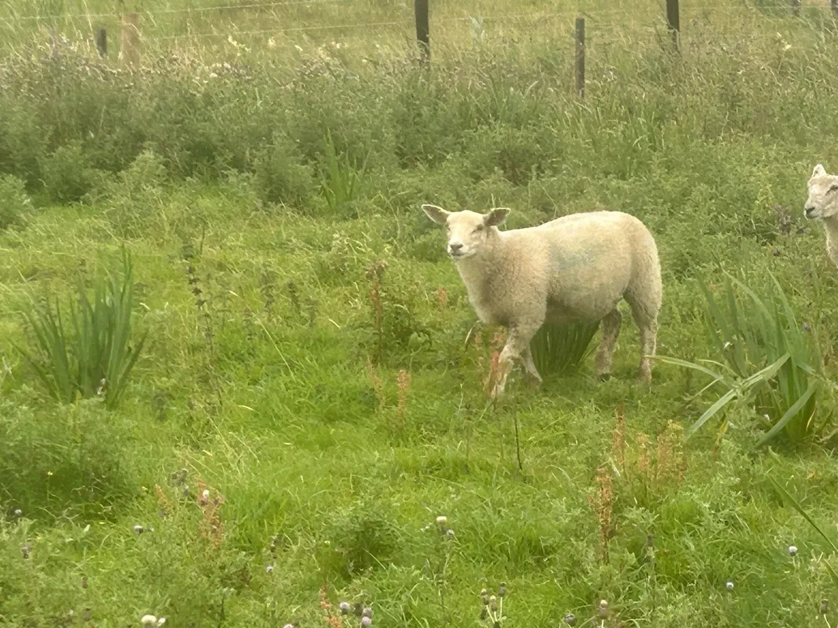 Charolais Ram - Image 4