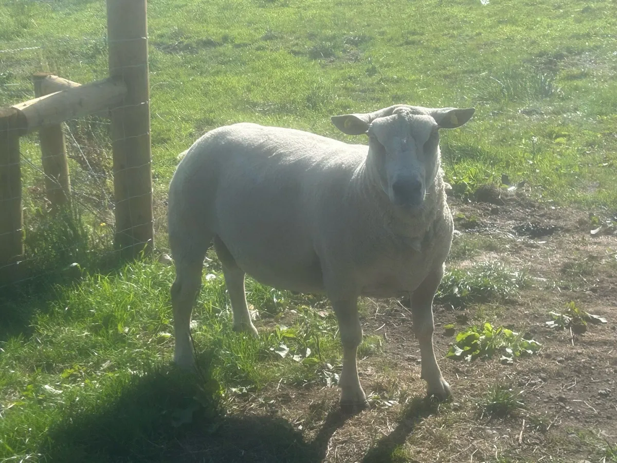 Charolais Ram - Image 1