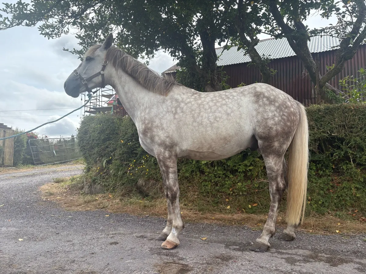 Irish Draught Gelding - Image 2