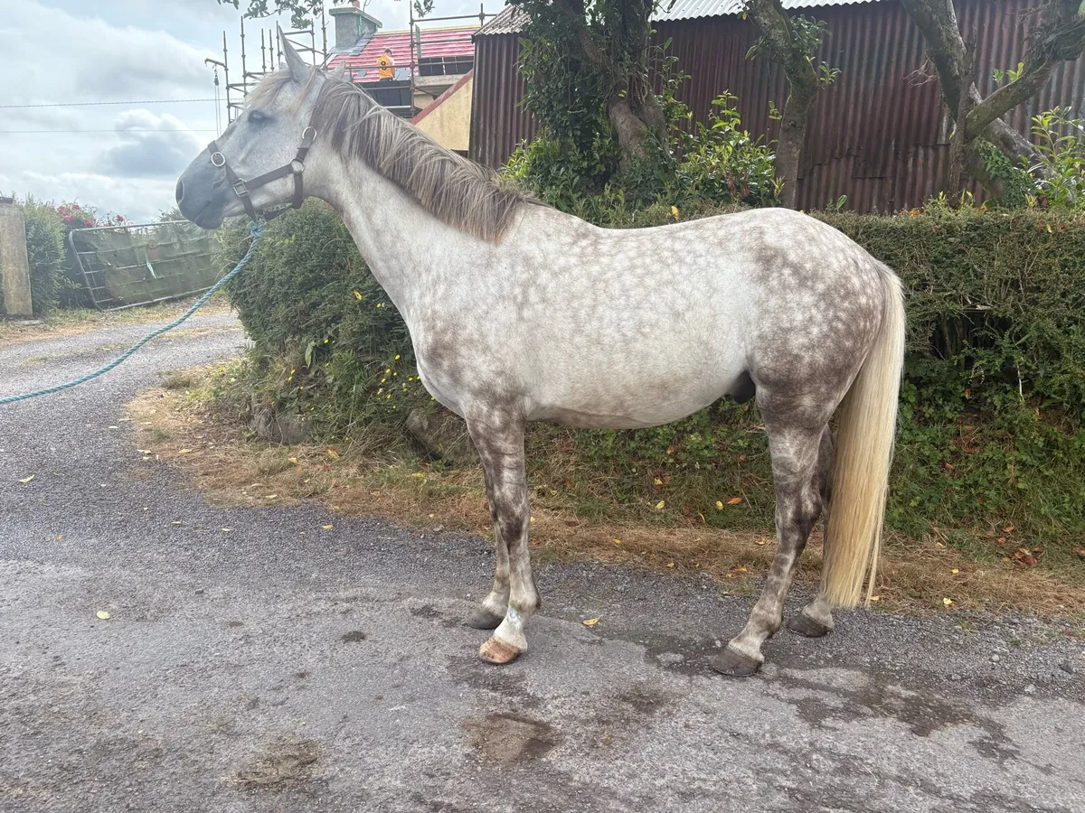 Irish Draught Gelding - Image 3