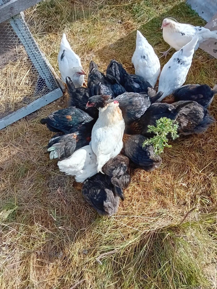Young ducks and hens for sale - Image 3