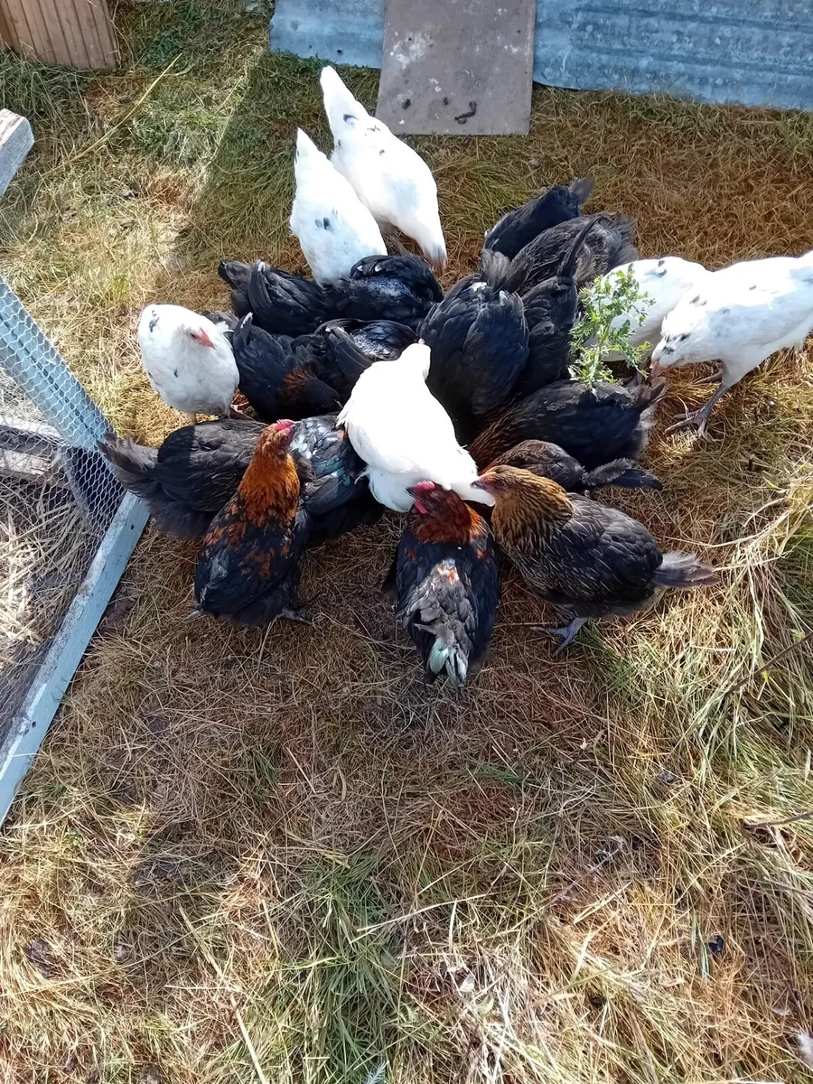 Young ducks and hens for sale - Image 4