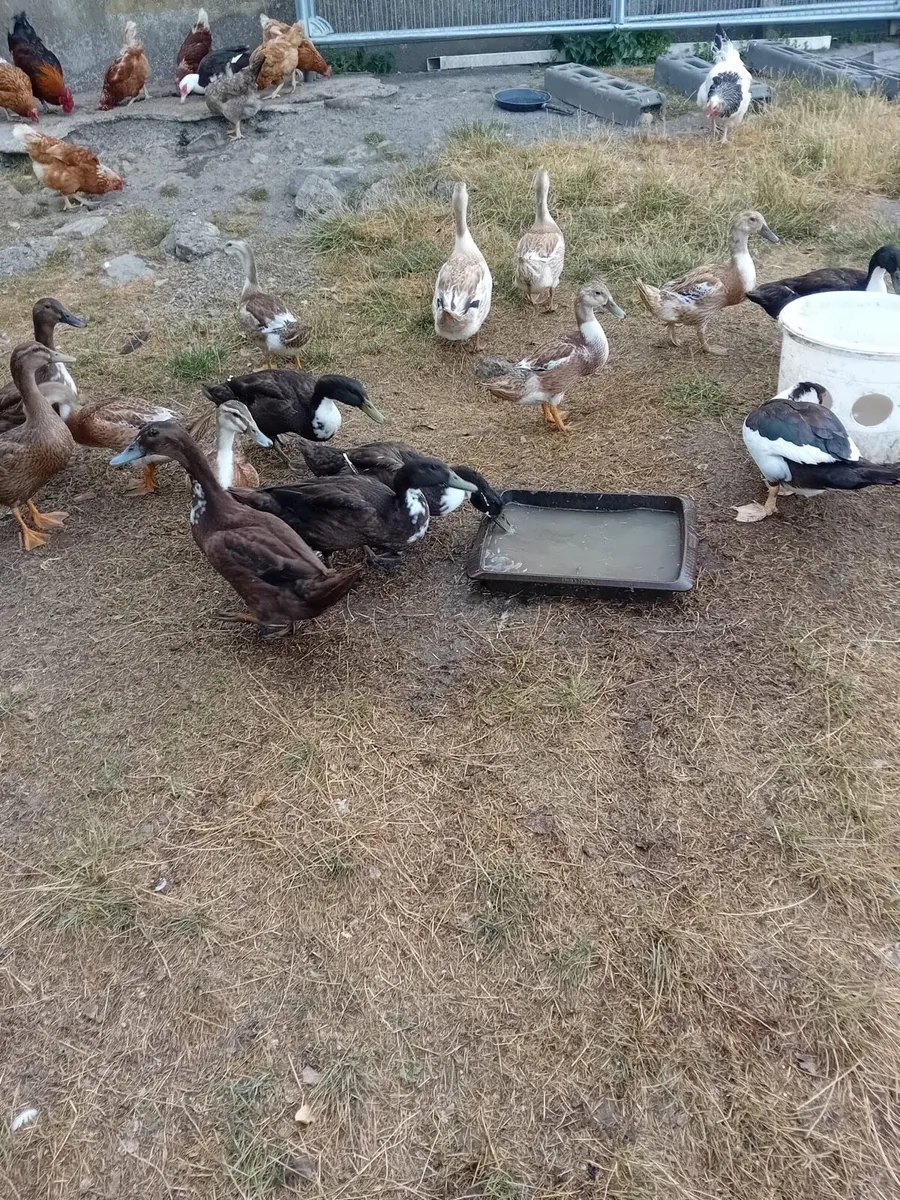 Young ducks and hens for sale - Image 1