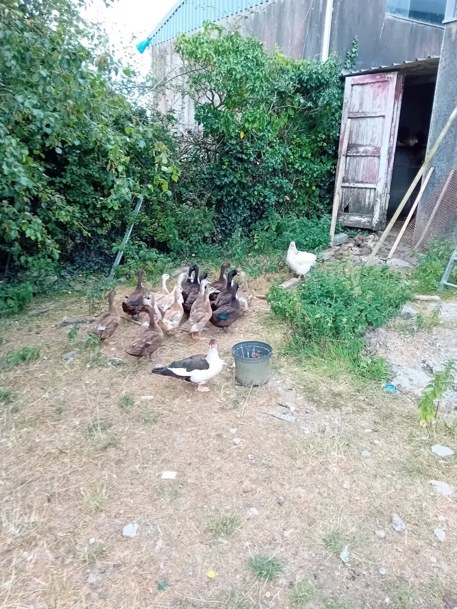 Young ducks and hens for sale - Image 2