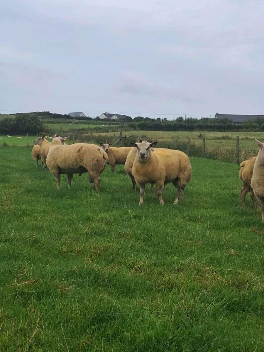 *PBR CHAROLLAIS RAMS* - Image 1