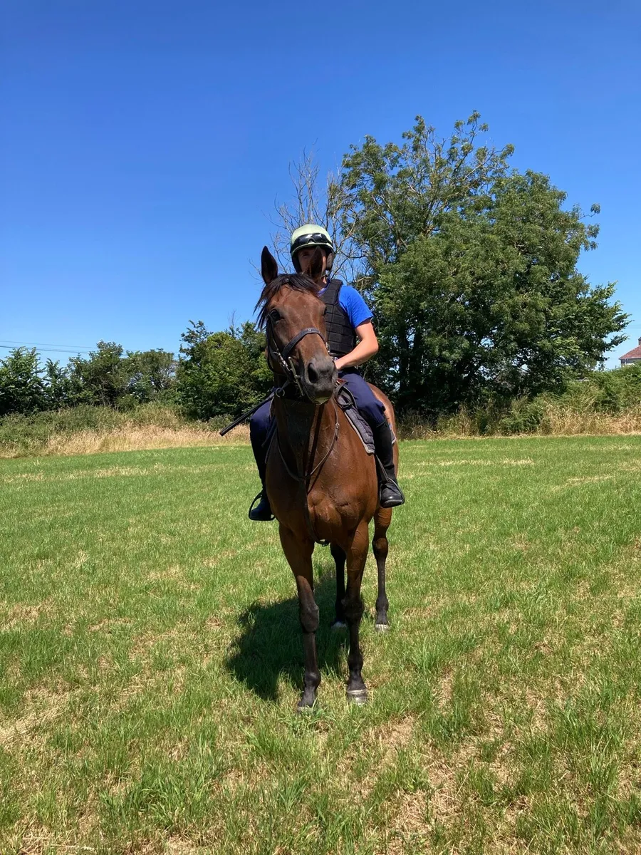 16.2hh 7yr old Mare - Image 3