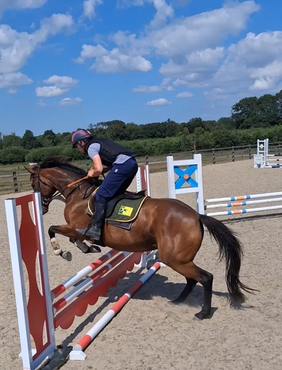 16.2hh 7yr old Mare - Image 1
