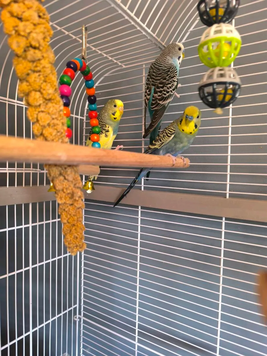 Parrots (budgies) with the cage. - Image 1