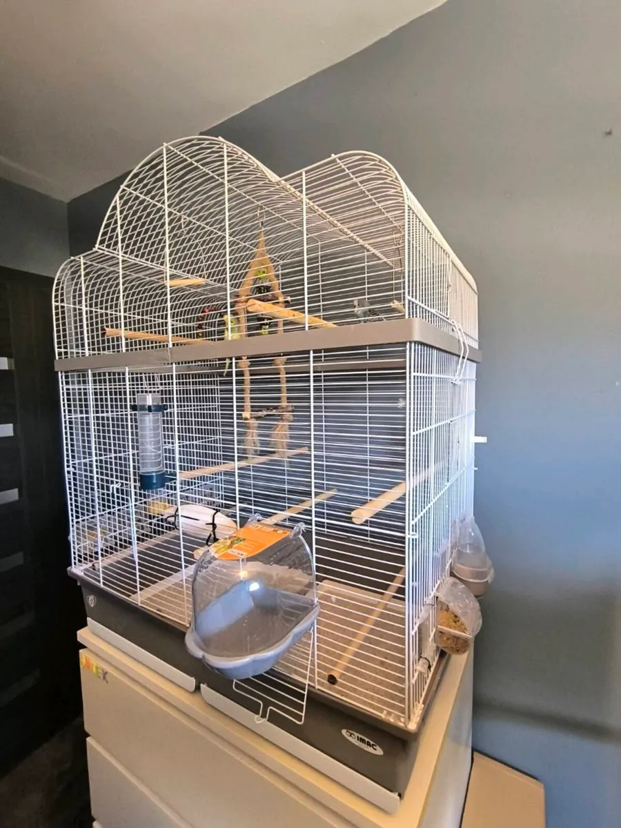 Parrots (budgies) with the cage. - Image 2