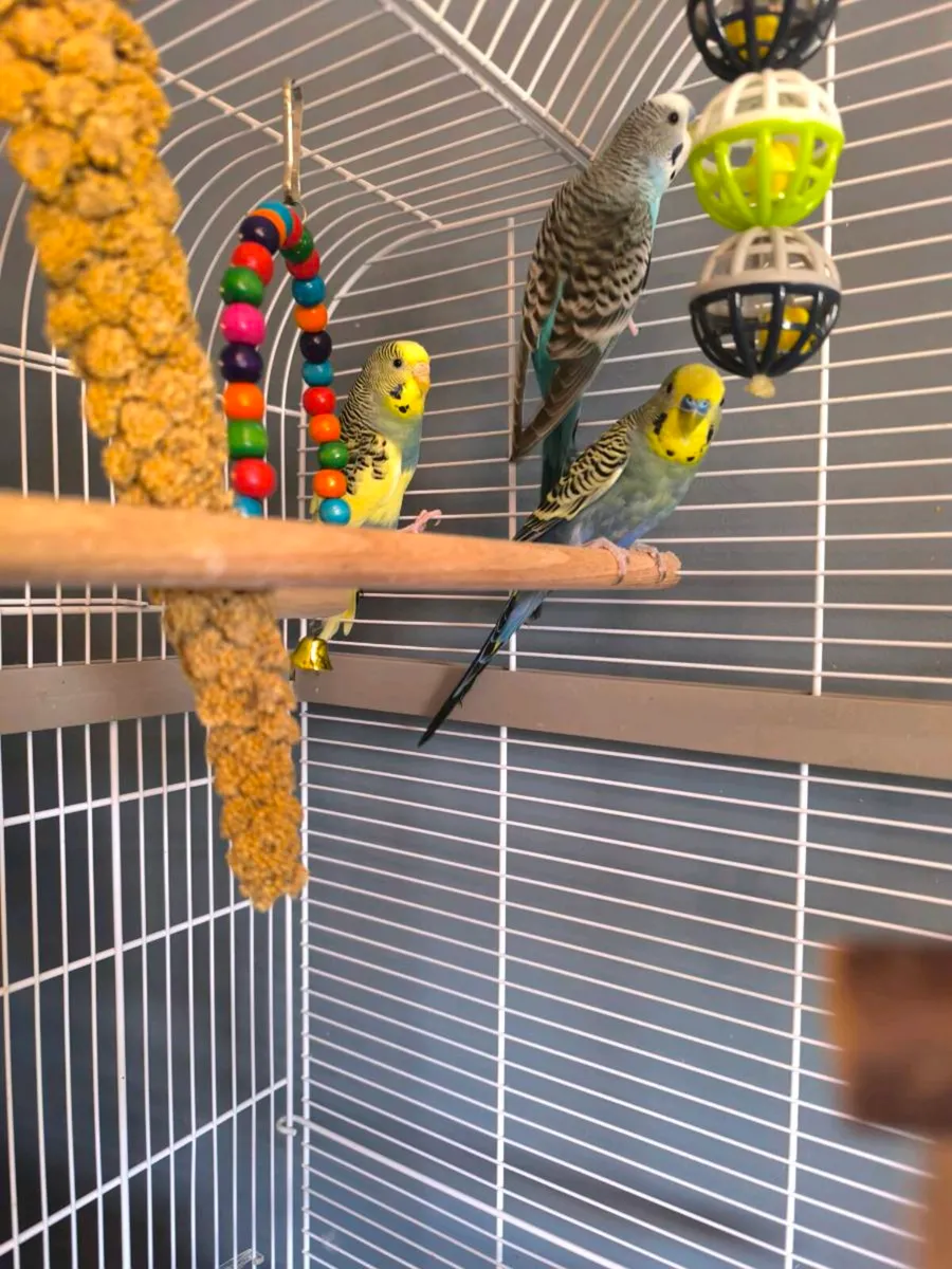 Parrots (budgies) with the cage. - Image 3