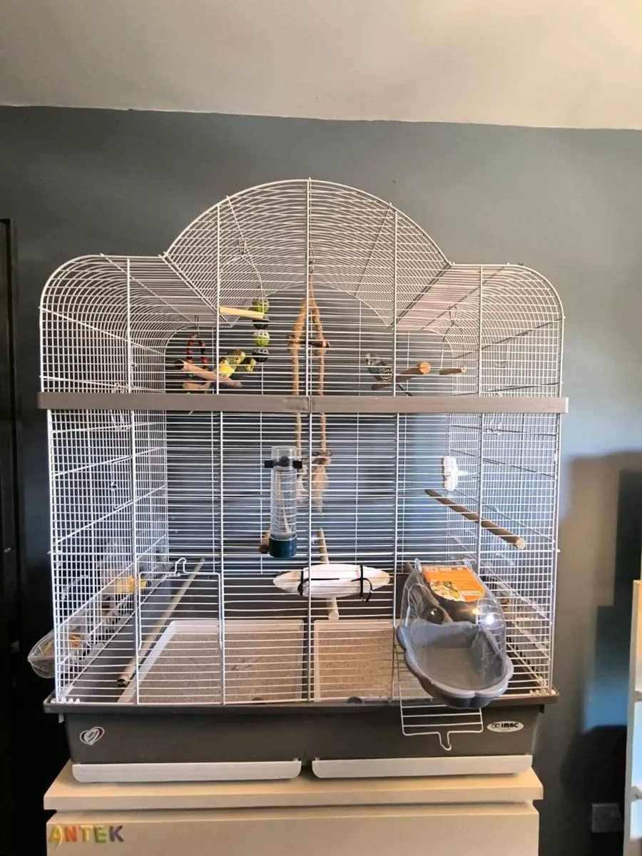 Parrots (budgies) with the cage. - Image 4