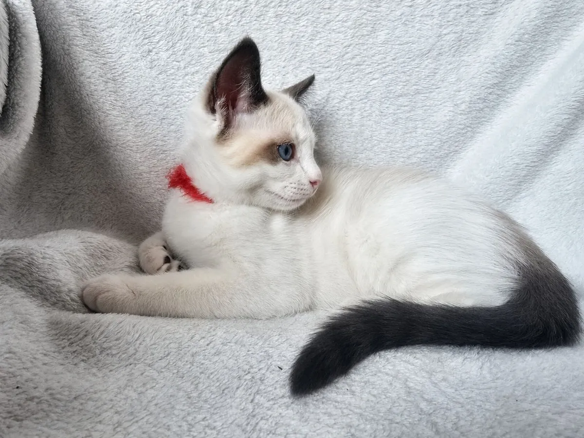 Purebred Seal Bicolor Ragdoll Kittens - Image 2