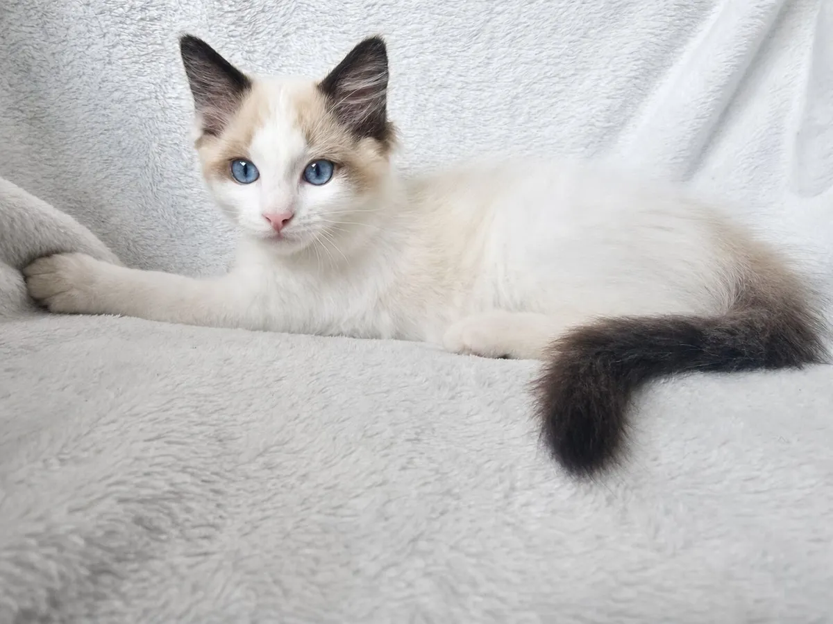 Purebred Seal Bicolor Ragdoll Kittens - Image 3