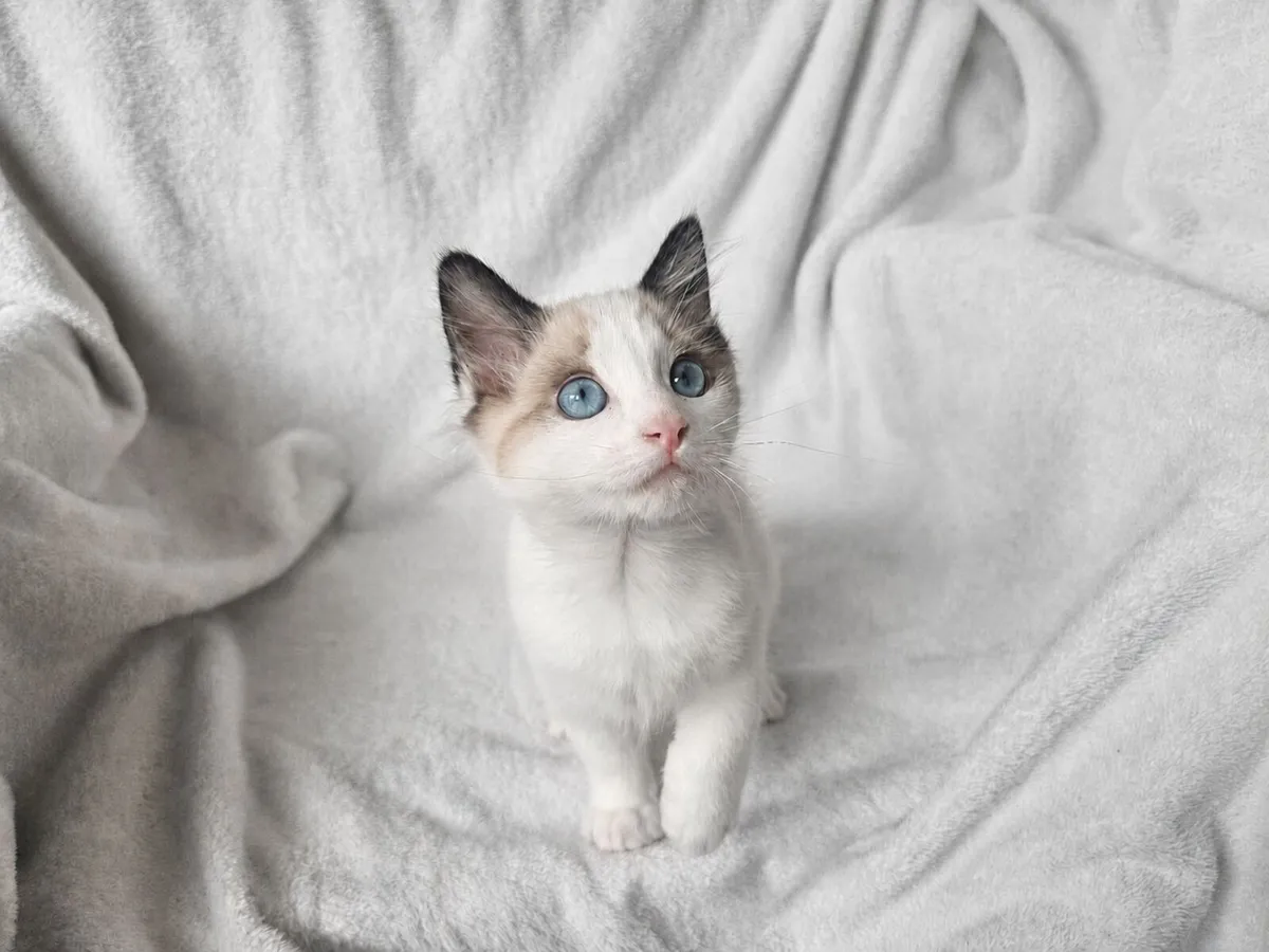 Purebred Seal Bicolor Ragdoll Kittens - Image 4