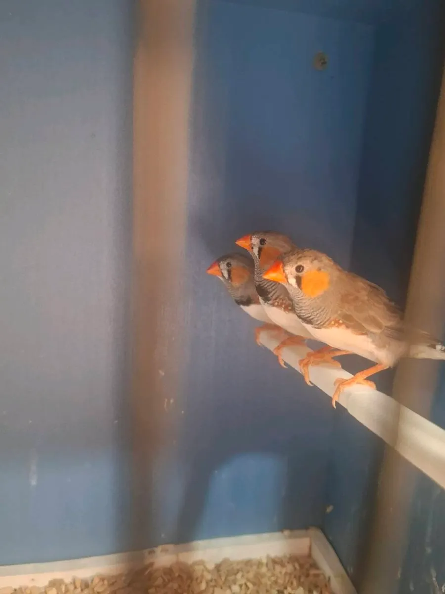 Zebra finches