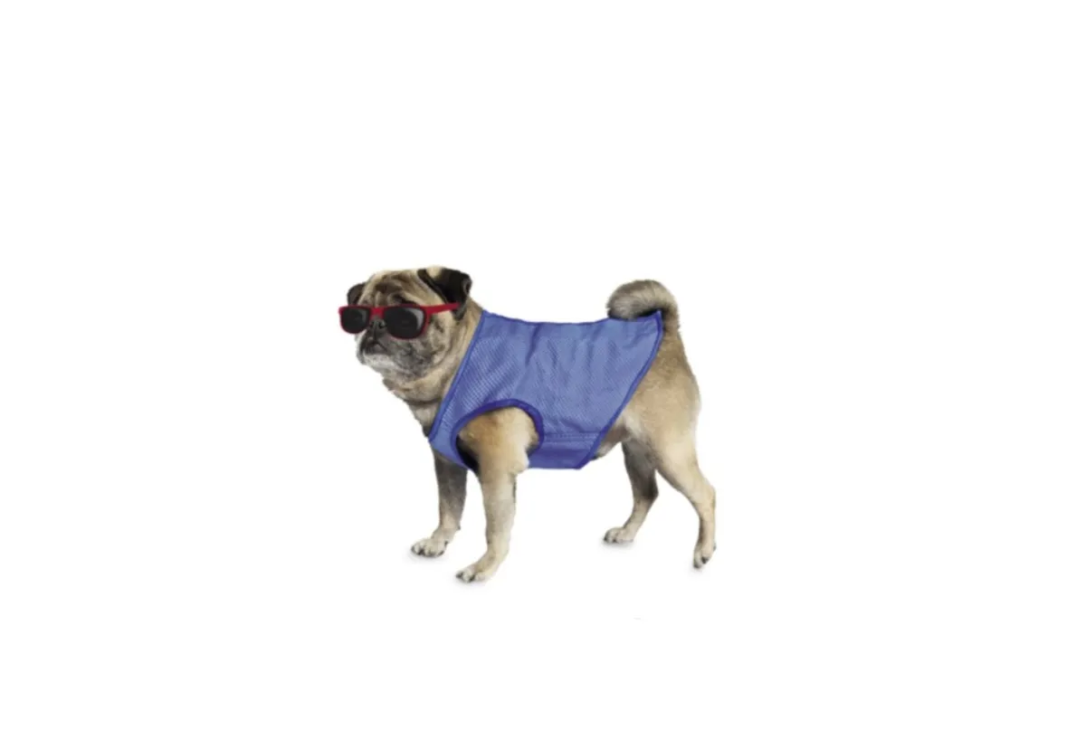 Pet supplies (CLOSING DOWN SALE) - Image 1