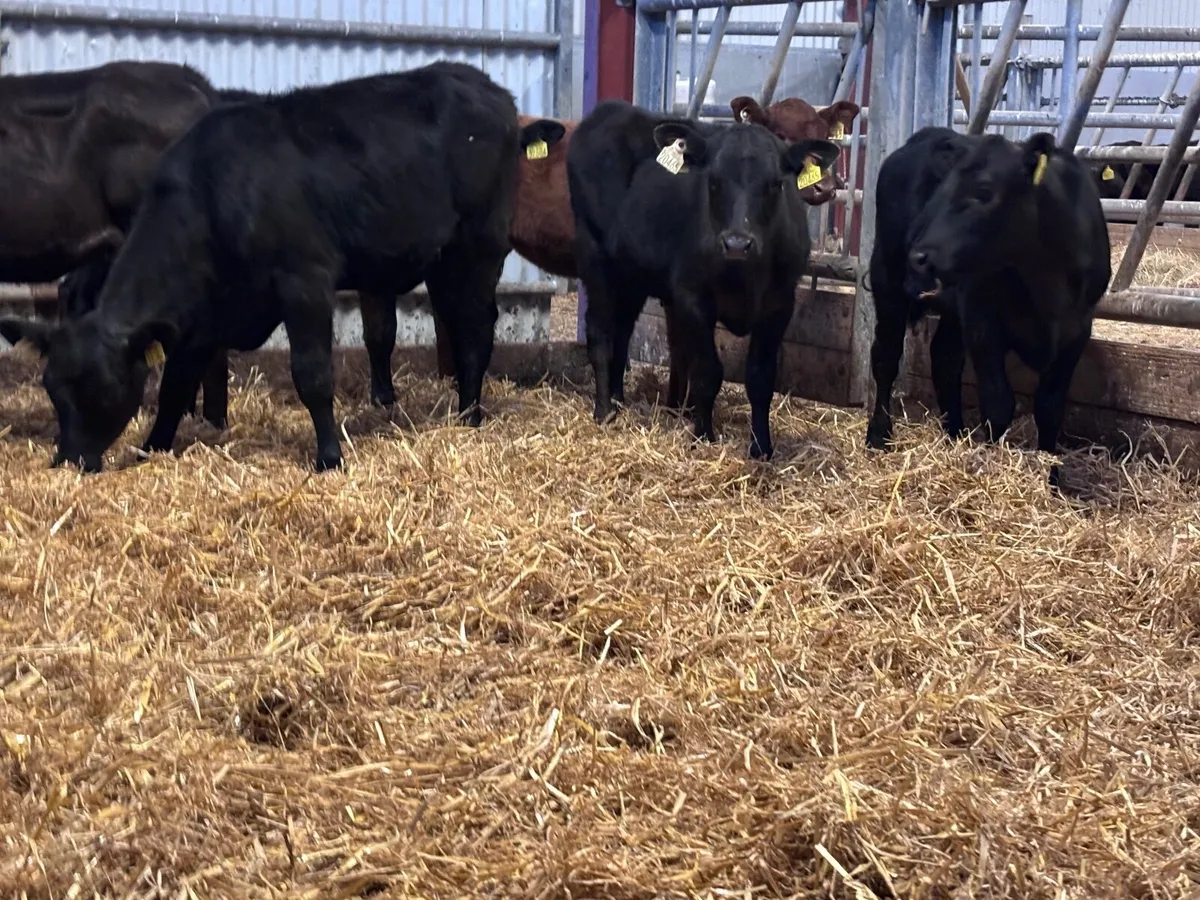 6 Angus heifer runners for sale - Image 3
