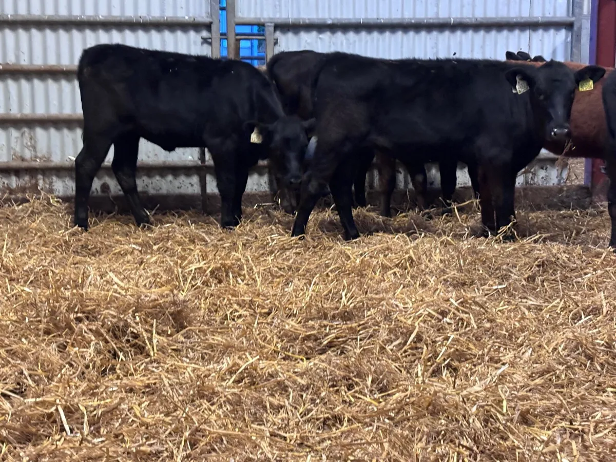 6 Angus heifer runners for sale - Image 4