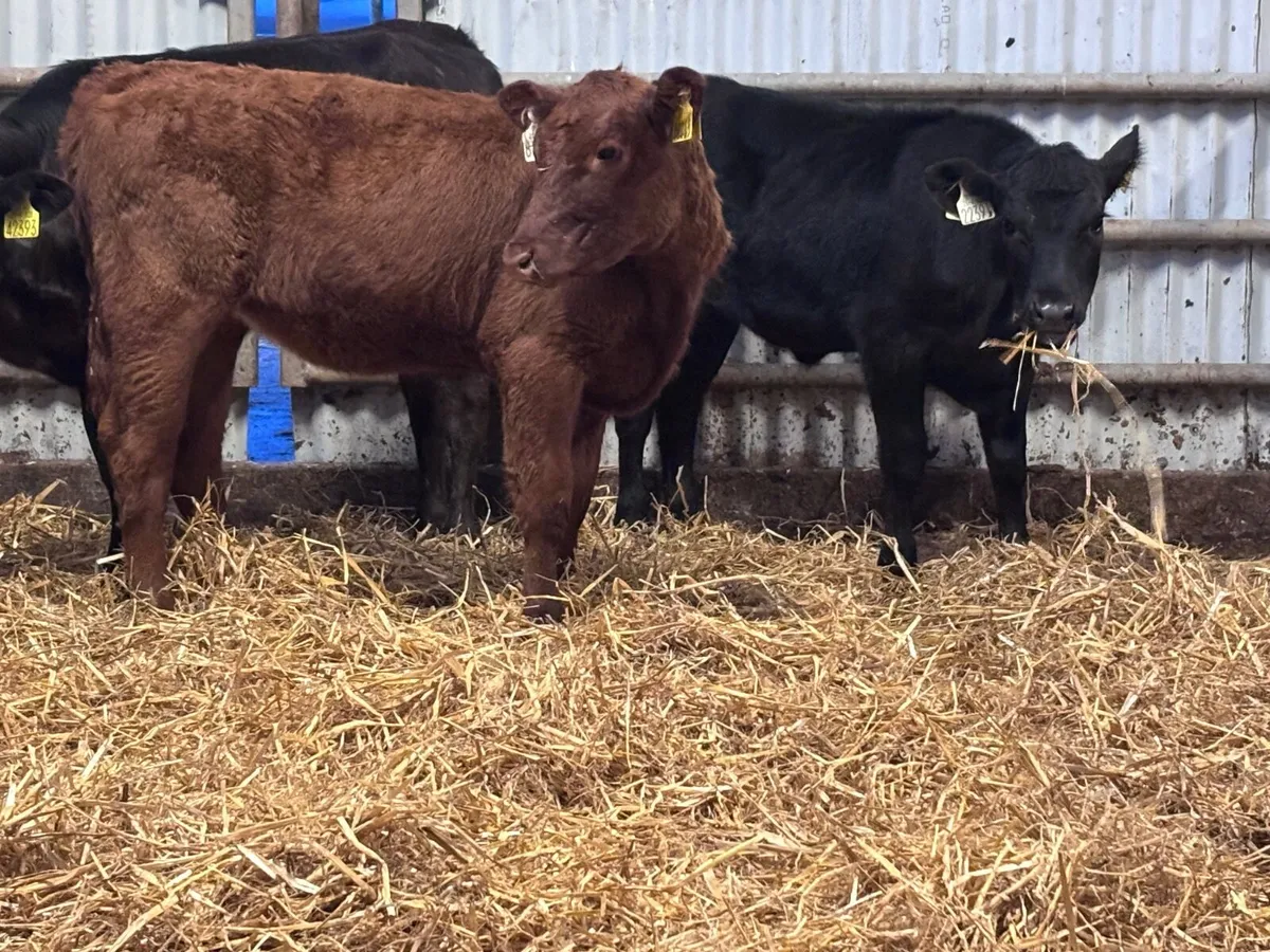 6 Angus heifer runners for sale - Image 2