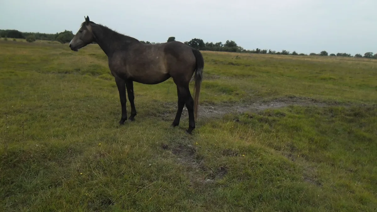 Horse - Image 1