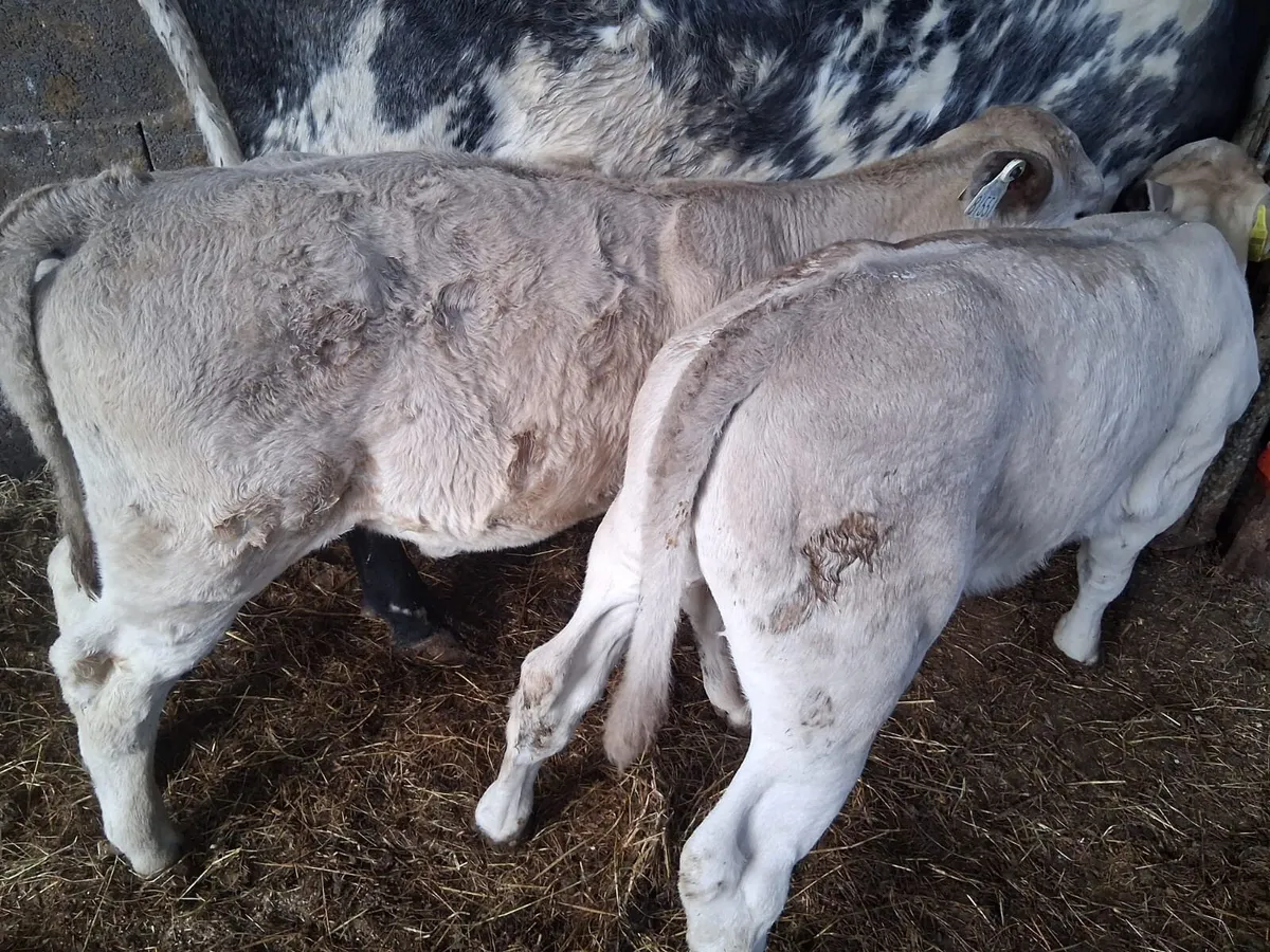 Two Super Charolais Calves - Image 1