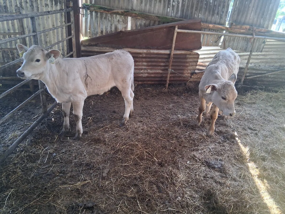 Two Super Charolais Calves - Image 3
