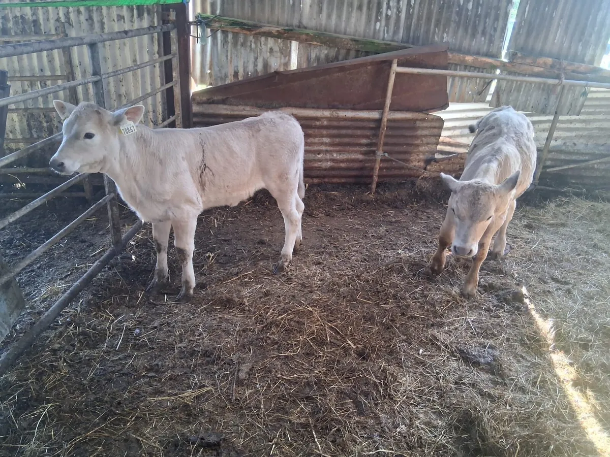 Two Super Charolais Calves - Image 4