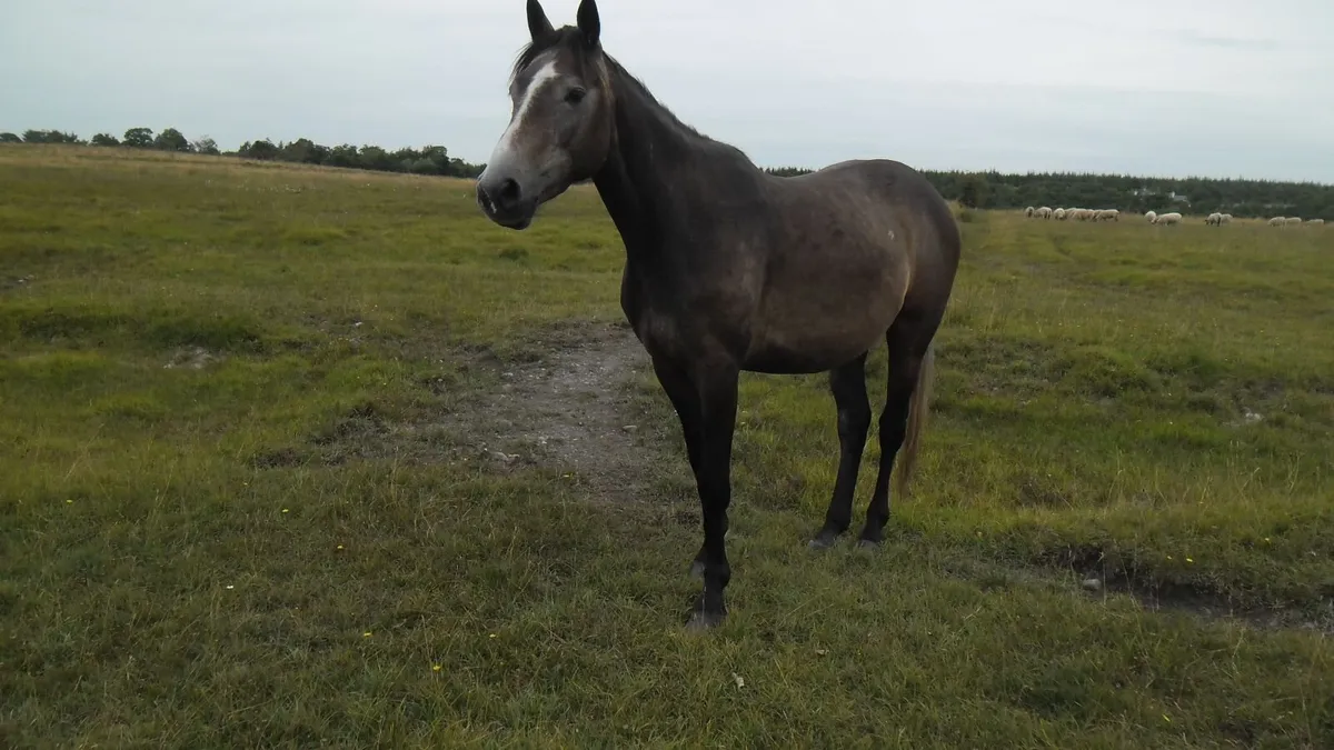 Horse - Image 2