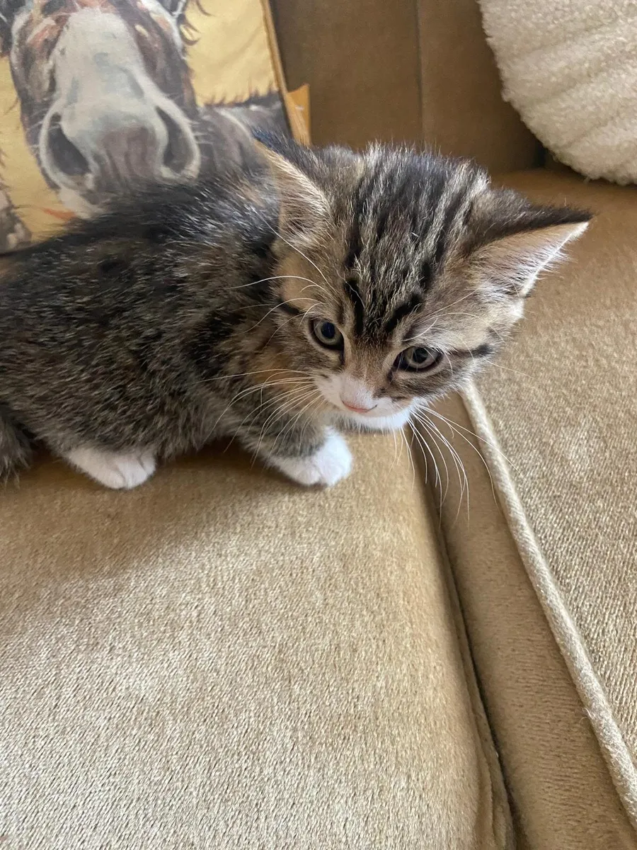 Kittens - Image 1
