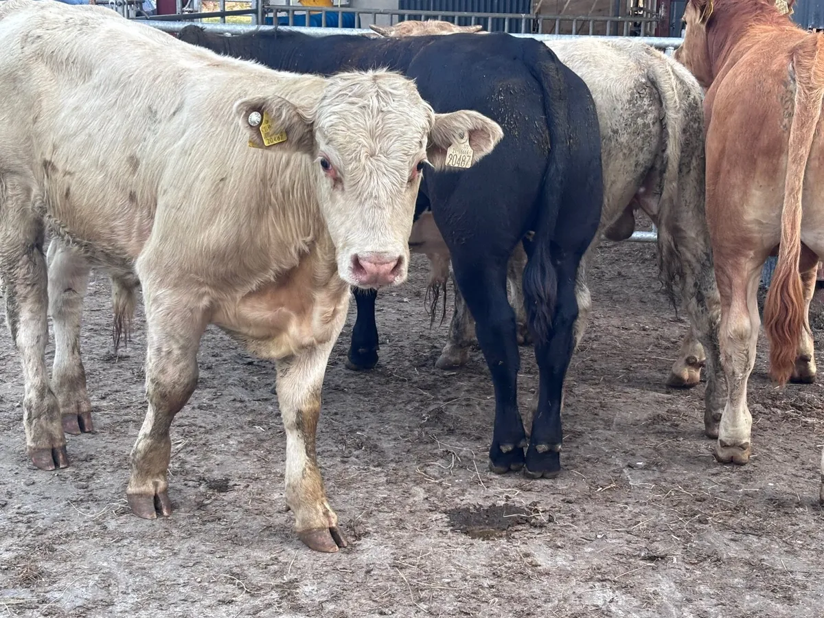4 smashing continental bull Weanlings for sale - Image 4