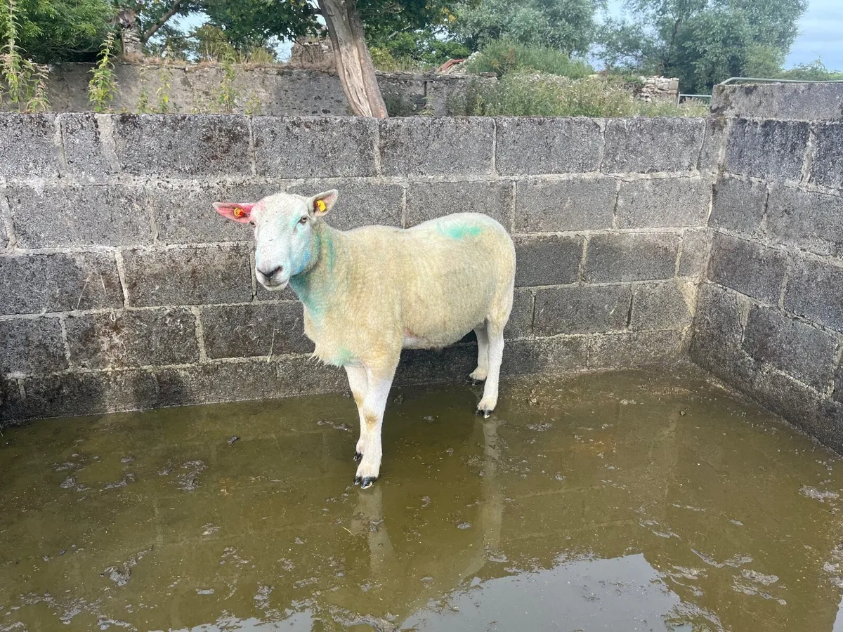 Teaser ram - Image 2