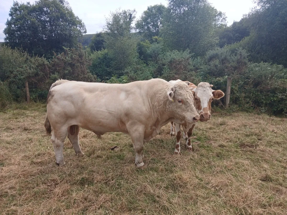 Charlois Bull - Image 2