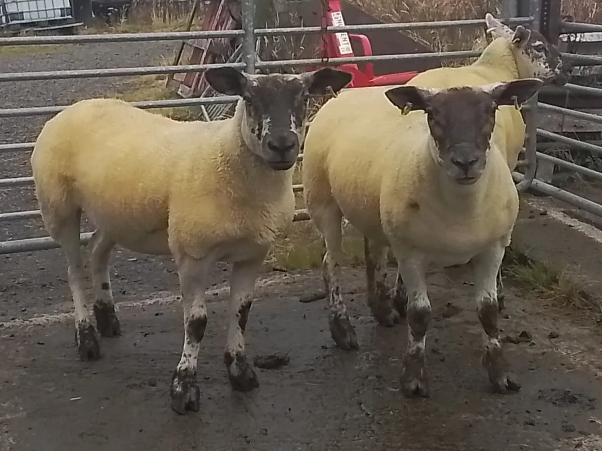 Suftex Hoggets - Image 1