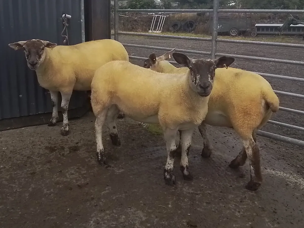 Suftex Hoggets - Image 2