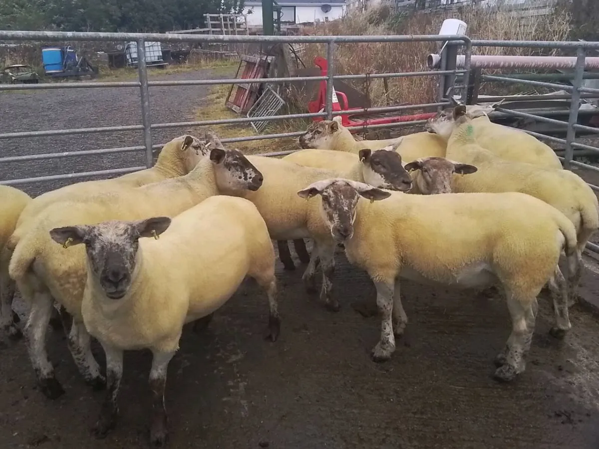 Suftex Hoggets - Image 3