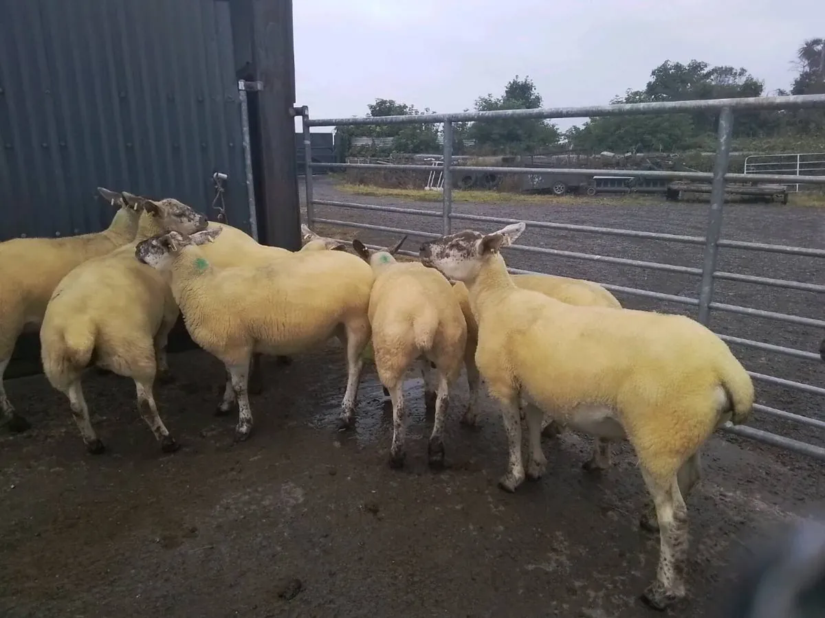 Suftex Hoggets - Image 4